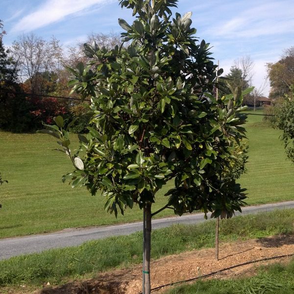 Magnolia Virginana Magnolia Moonglow Tree Form Dr Snell Wholesale