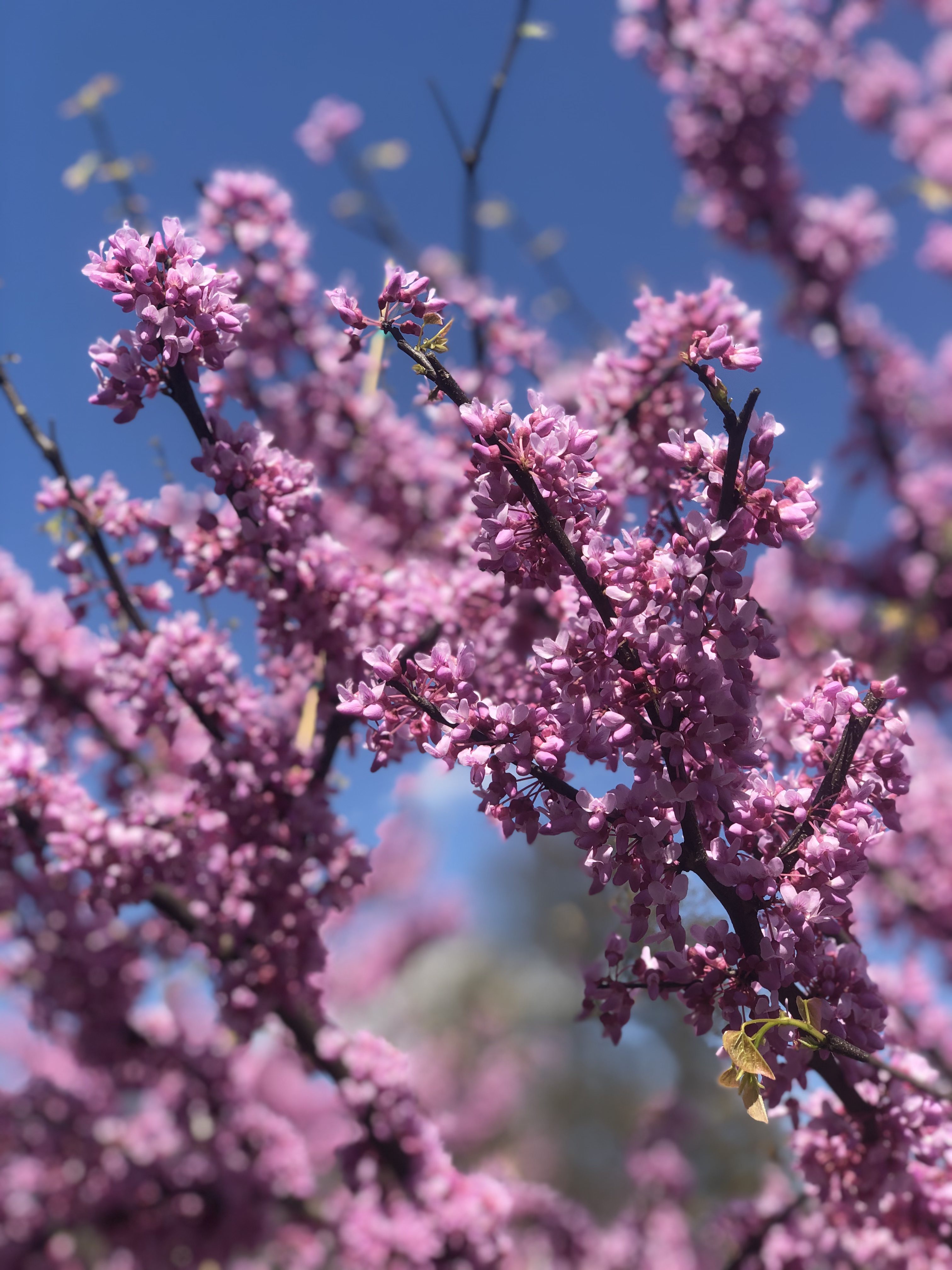 Cercis canadensis | Redbud | Alley Cat | DR Snell Wholesale