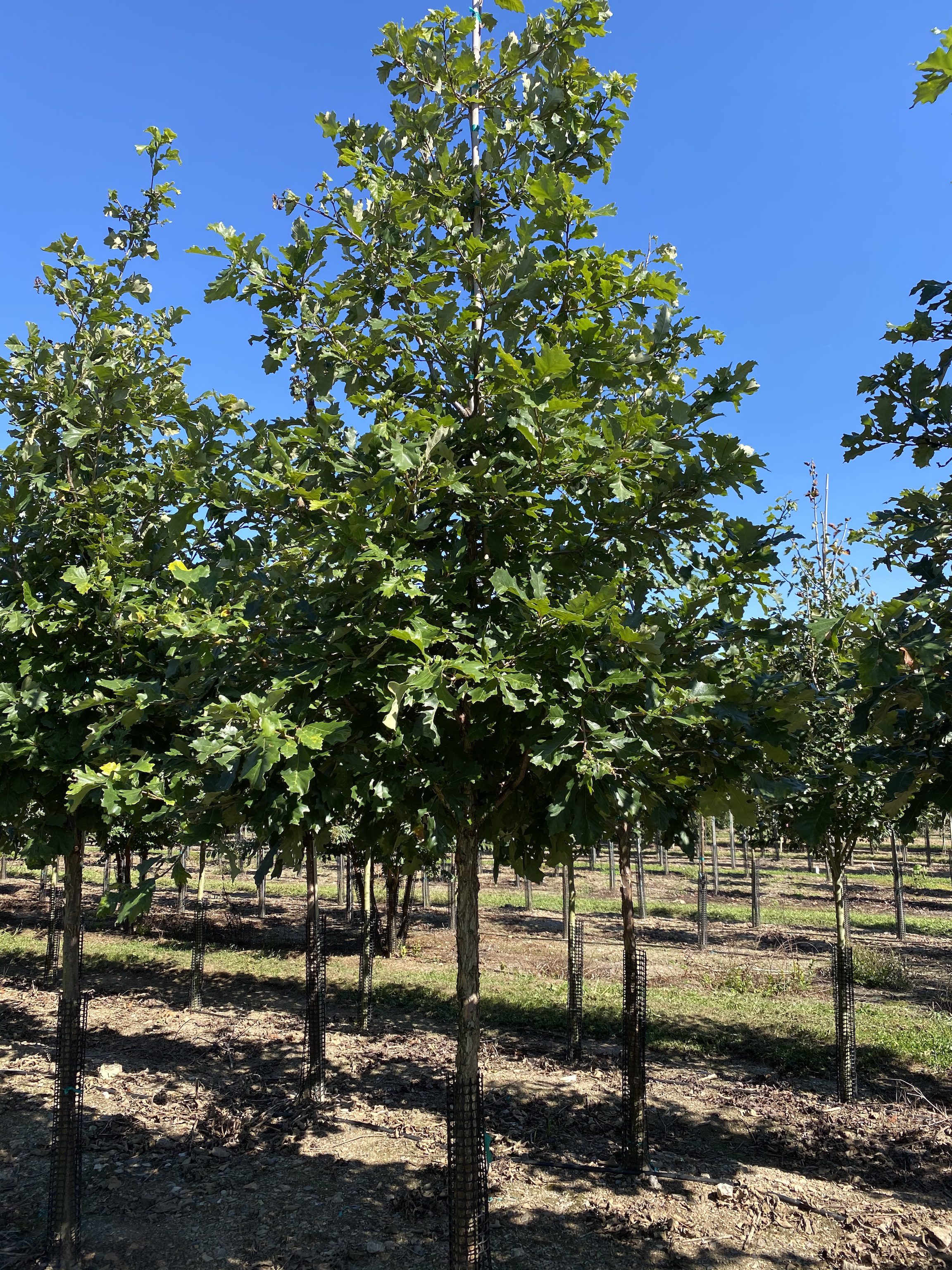 Quercus | Swamp White Oak | Bicolor | DR Snell Wholesale