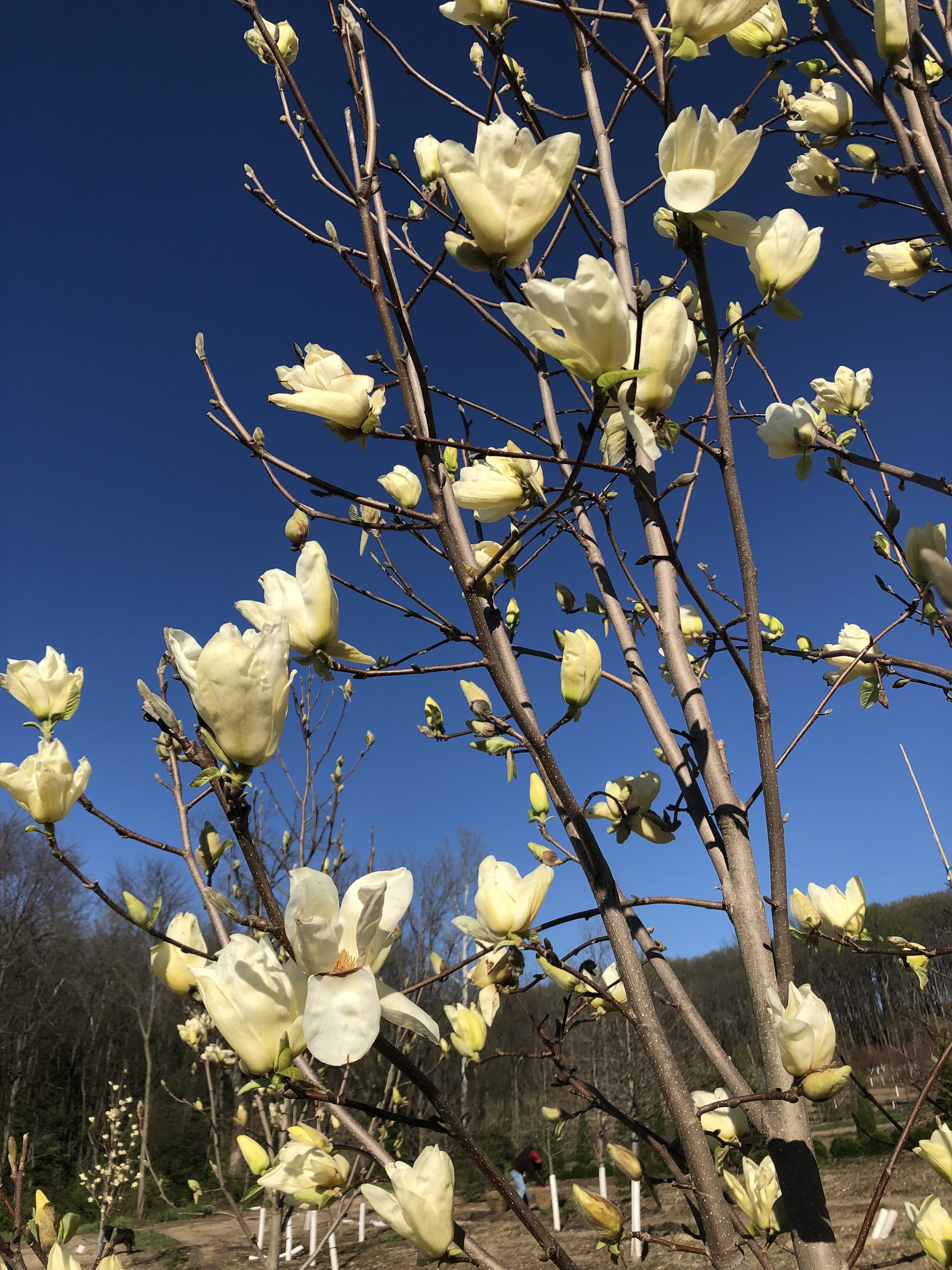 Magnolia | Magnolia | Elizabeth Tree-form | DR Snell Wholesale