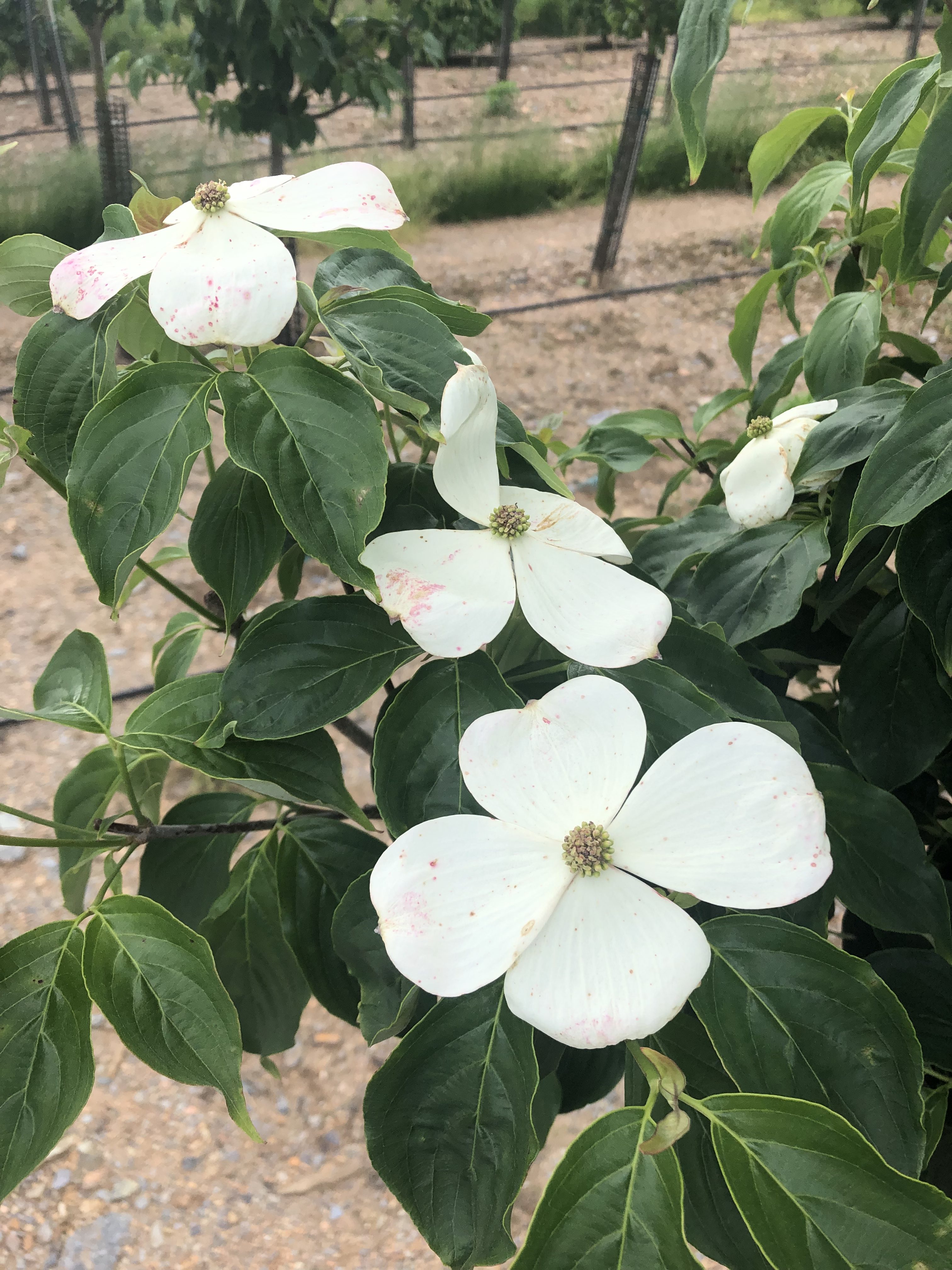 Cornus x | Dogwood | Hyperion | DR Snell Wholesale